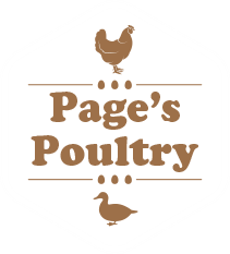 Hatching Eggs: Pagespoultry